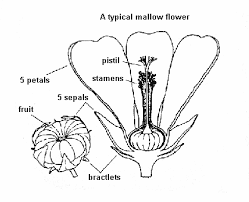Attēlu rezultāti vaicājumam “Malvaceae”