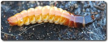 Attēlu rezultāti vaicājumam “Elateridae larva”