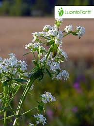 Attēlu rezultāti vaicājumam “Galium boreale”