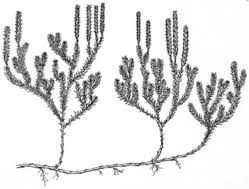 Attēlu rezultāti vaicājumam “Lycopodiaceae”