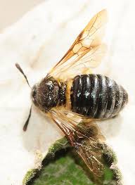 Attēlu rezultāti vaicājumam “Cimbicidae”