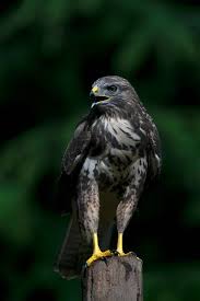 Attēlu rezultāti vaicājumam “Buteo buteo adult”