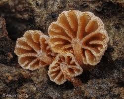 Attēlu rezultāti vaicājumam “Hemitrichia decipiens young”