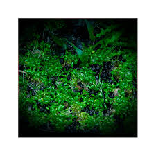 Attēlu rezultāti vaicājumam “Elatine hydropiper leaf”