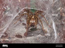 Attēlu rezultāti vaicājumam “Agelena labyrinthica”