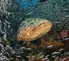 Image result for Epinephelus itajara