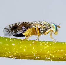 Attēlu rezultāti vaicājumam “Tephritidae”