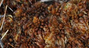 Attēlu rezultāti vaicājumam “Sphagnum austinii”