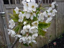 Attēlu rezultāti vaicājumam “Prunus avium flower”