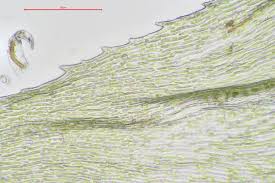Attēlu rezultāti vaicājumam “Hylocomiastrum umbratum”