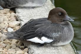 Attēlu rezultāti vaicājumam “Bucephala clangula juvenile”