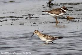 Image result for Calidris bairdii
