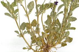 Attēlu rezultāti vaicājumam “Viola tricolor leaf”