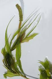 Attēlu rezultāti vaicājumam “Potamogeton lucens leaf”