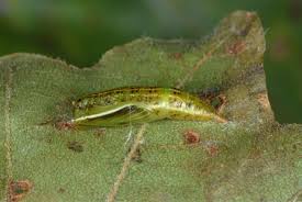 Attēlu rezultāti vaicājumam “Cyclophora annularia”