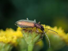 Attēlu rezultāti vaicājumam “Chrysanthia geniculata”