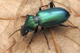 Attēlu rezultāti vaicājumam “Carabidae”