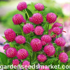 Image result for Kugelamarant