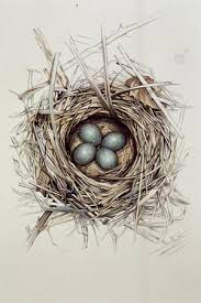 Attēlu rezultāti vaicājumam “Turdus merula eggs”