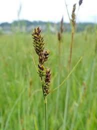 Attēlu rezultāti vaicājumam “Carex hartmanii”