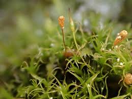 Attēlu rezultāti vaicājumam “Cynodontium strumiferum”