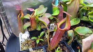 Attēlu rezultāti vaicājumam “Edwardsiana geometrica”