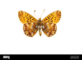 Attēlu rezultāti vaicājumam “Boloria eunomia underside”