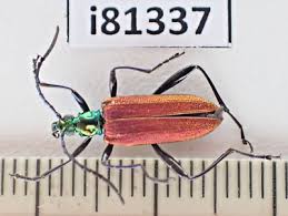 Attēlu rezultāti vaicājumam “Oedemeridae”