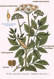 Image result for Angelica silvestris