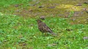 Image result for Zoothera dauma