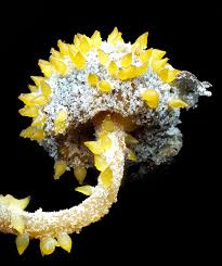 Attēlu rezultāti vaicājumam “Hemitrichia decipiens stalked”