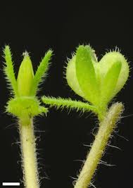 Attēlu rezultāti vaicājumam “Veronica arvensis leaf”