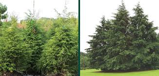 Attēlu rezultāti vaicājumam “Tsuga canadensis”