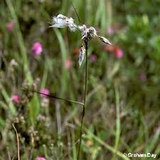 Attēlu rezultāti vaicājumam “Eriophorum latifolium flower”