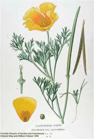 Attēlu rezultāti vaicājumam “Eschscholzia californica fruit”