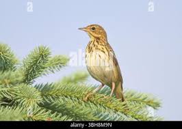 Attēlu rezultāti vaicājumam “Anthus trivialis adult”