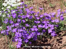 Image result for Legousia speculum-veneris