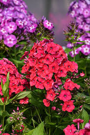 Attēlu rezultāti vaicājumam “Phlox paniculata”