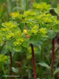 Attēlu rezultāti vaicājumam “Euphorbia helioscopia leaf”