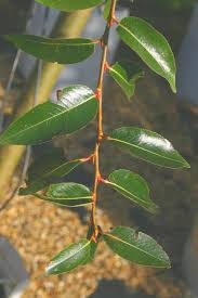 Attēlu rezultāti vaicājumam “Salix pentandra leaf”