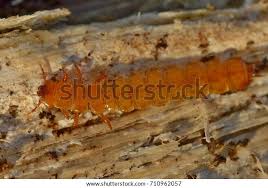 Attēlu rezultāti vaicājumam “Cucujus cinnaberinus”