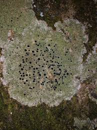 Attēlu rezultāti vaicājumam “Megalaria grossa”