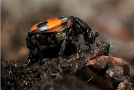 Attēlu rezultāti vaicājumam “Nicrophorus vespilloides”