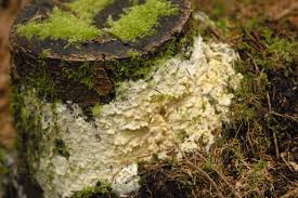 Attēlu rezultāti vaicājumam “Sebacina incrustans”