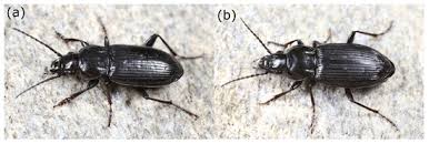 Attēlu rezultāti vaicājumam “Pterostichus sp.”
