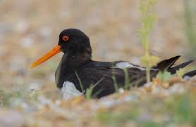 Attēlu rezultāti vaicājumam “Haematopus ostralegus adult”