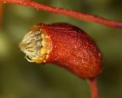 Attēlu rezultāti vaicājumam “Sciuro-hypnum curtum sporophyte”