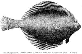 Image result for Limanda limanda