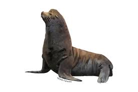 Image result for Zalophus californianus