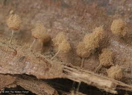 Attēlu rezultāti vaicājumam “Arcyria cinerea”